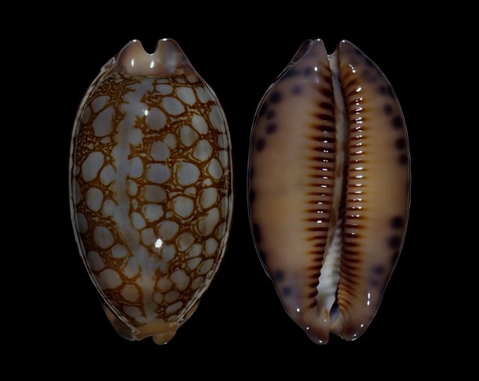 Picture of Mauritia scurra scurra