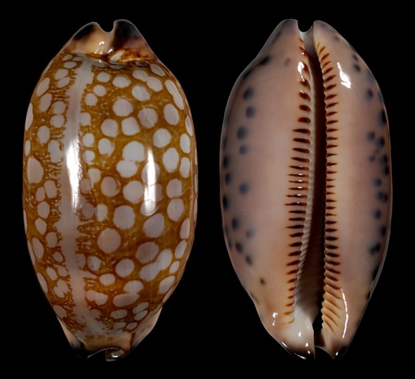 Image of Mauritia scurra scurra f. hivaensis