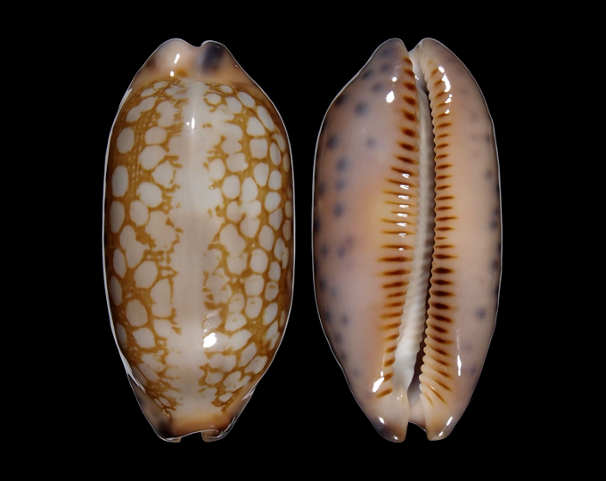 Image of Mauritia scurra scurra f. mundula