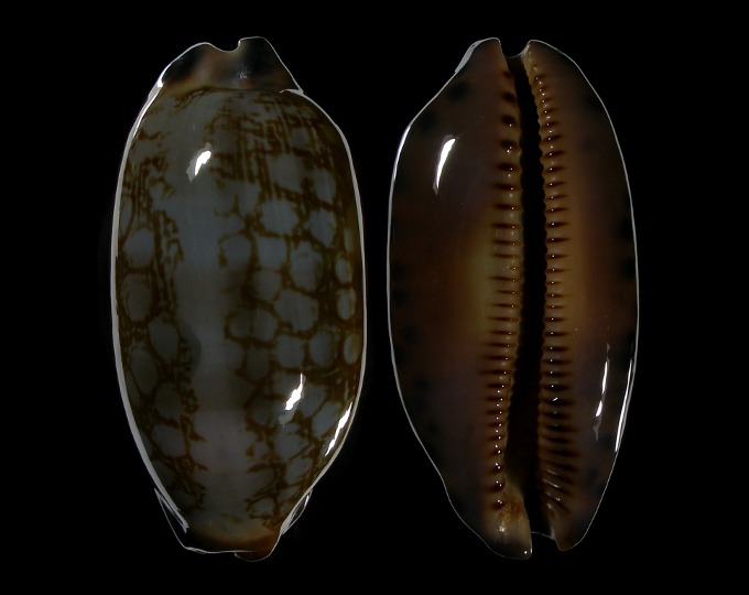 Picture of Mauritia scurra scurra f. mundula