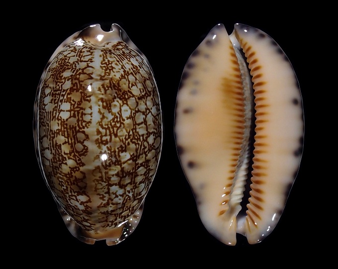 Picture of Mauritia arabica arabica