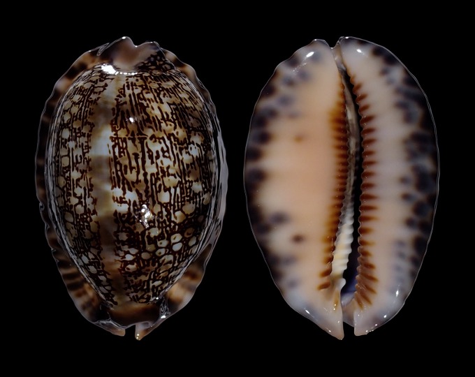 Image of Mauritia arabica 