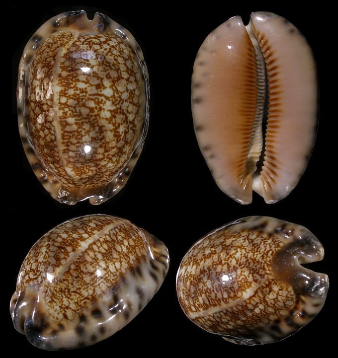 Picture of Mauritia arabica immanis