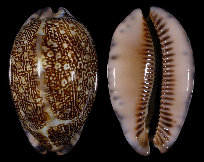 Picture of Mauritia immanis