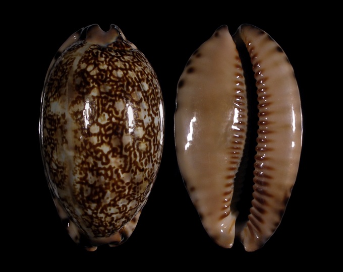 Picture of Mauritia immanis