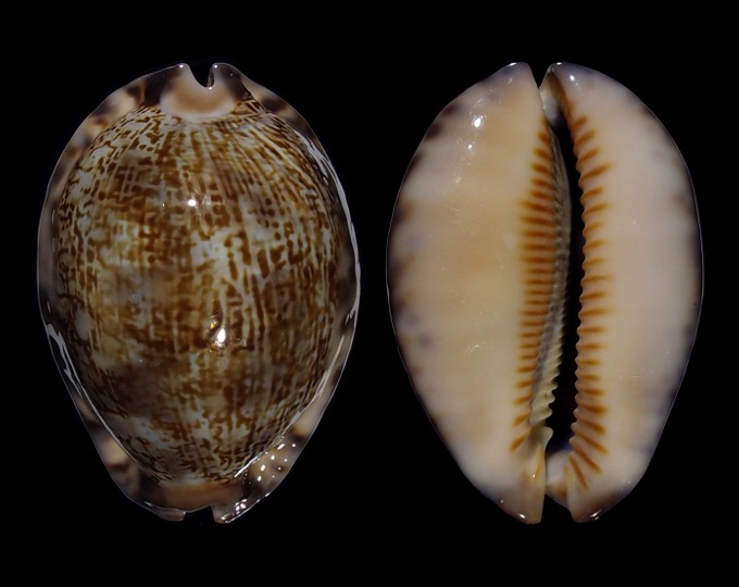 Picture of Mauritia arabica asiatica f. gibba