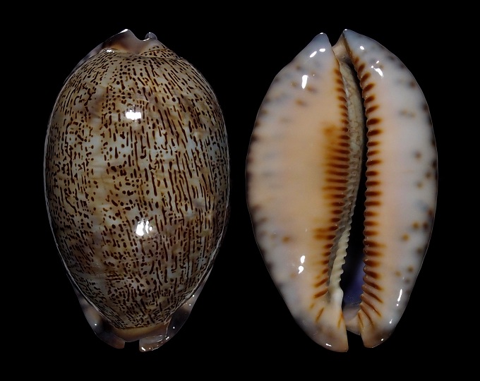 Image of Mauritia asiatica f. empressae