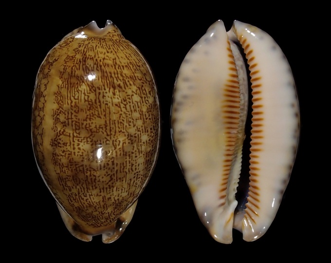 Picture of Mauritia arabica asiatica f. empressae Picture of Mauritia arabica asiatica f. empressae