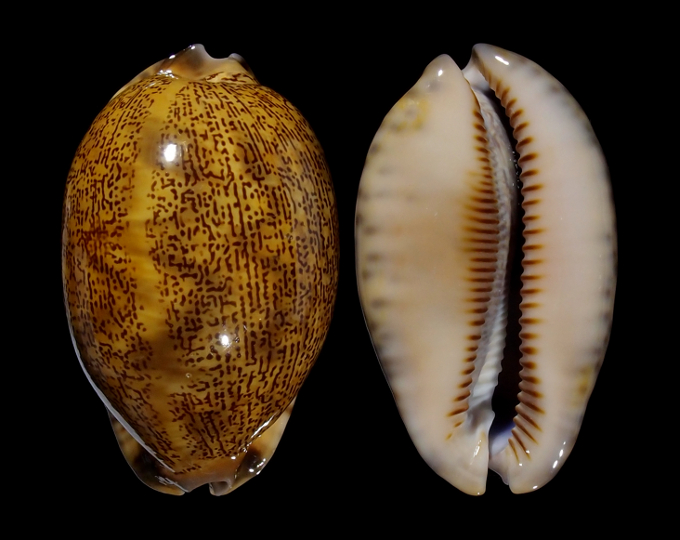 Image of Mauritia asiatica f. empressae