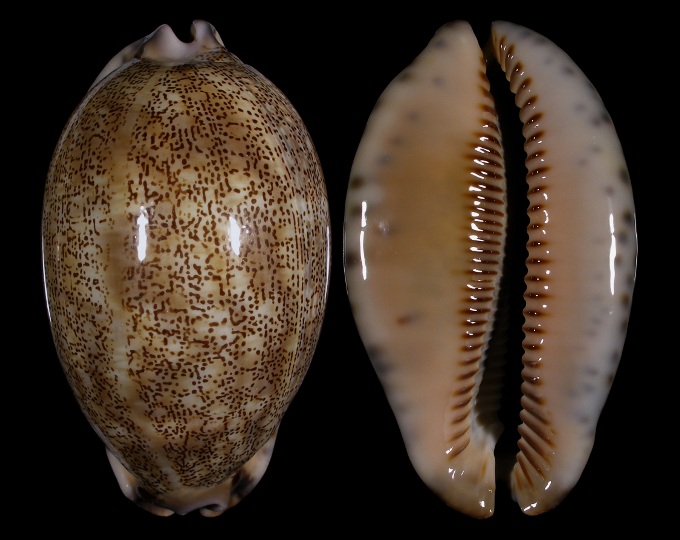 Picture of Mauritia asiatica f. empressae