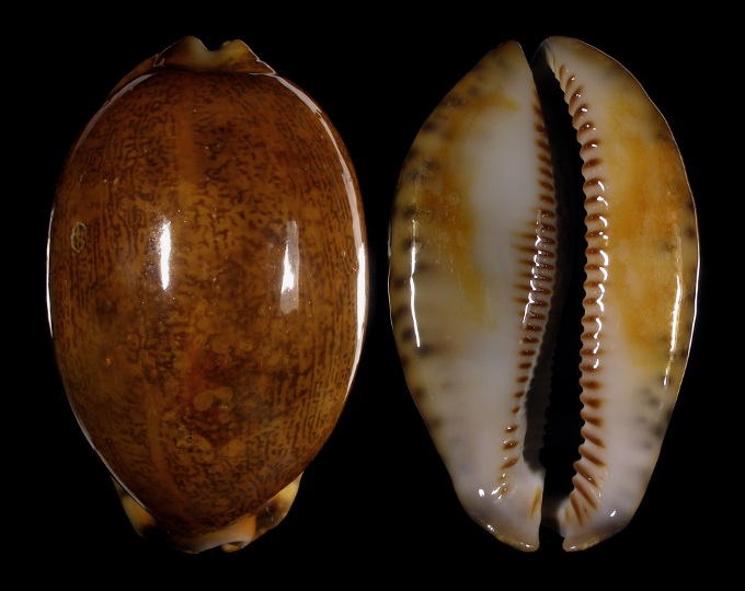 Picture of Mauritia arabica asiatica f. empressae Picture of Mauritia arabica asiatica f. empressae