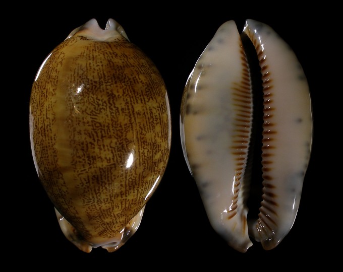 Picture of Mauritia asiatica f. empressae Picture of Mauritia asiatica f. empressae