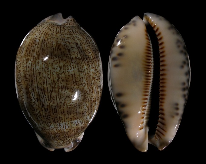 Picture of Mauritia asiatica f. empressae Picture of Mauritia asiatica f. empressae