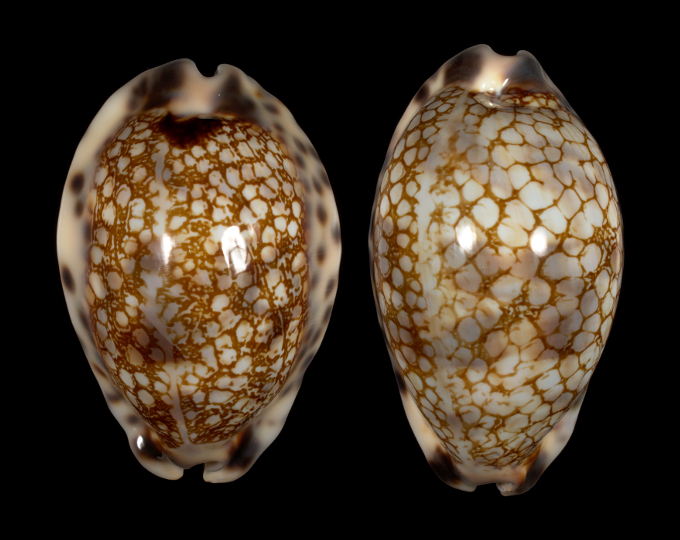 Picture of Mauritia histrio f. elongata Picture of Mauritia histrio f. elongata