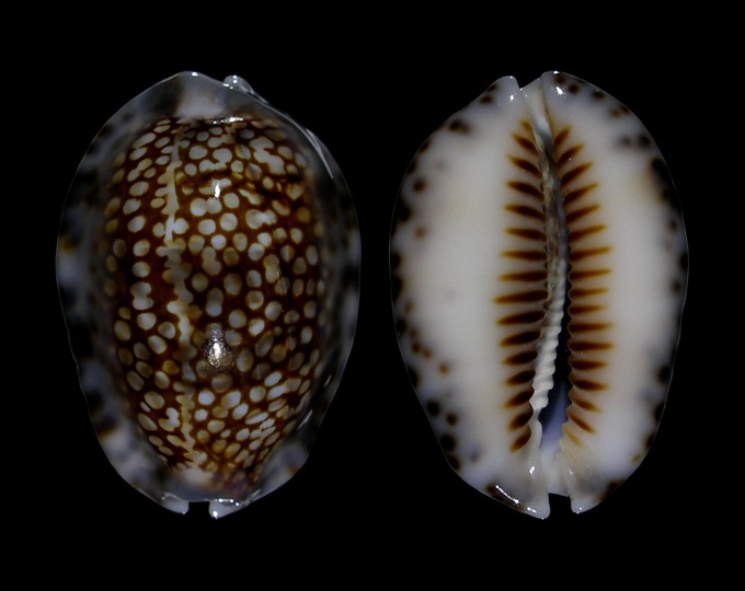 Picture of Mauritia depressa 