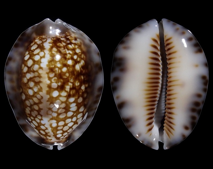 Image of Mauritia depressa dispersa