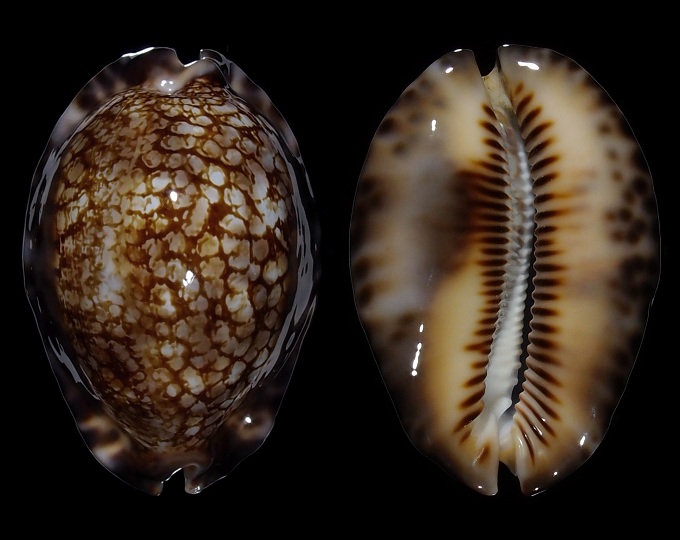 Picture of Mauritia maculifera maculifera