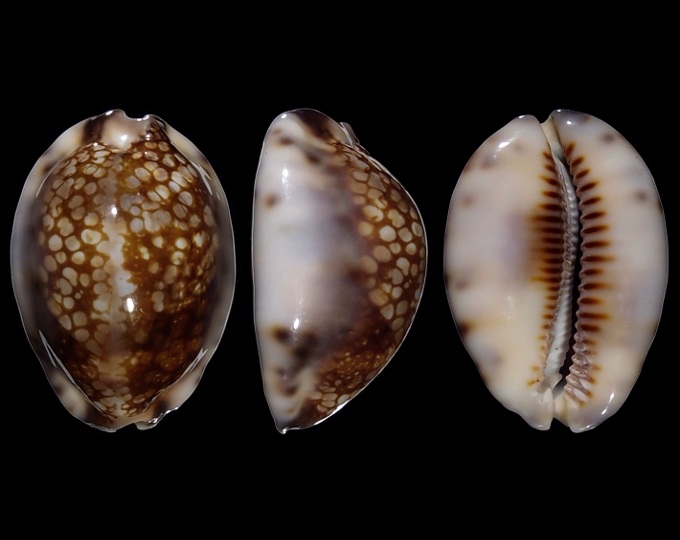 Picture of Mauritia maculifera maculifera
