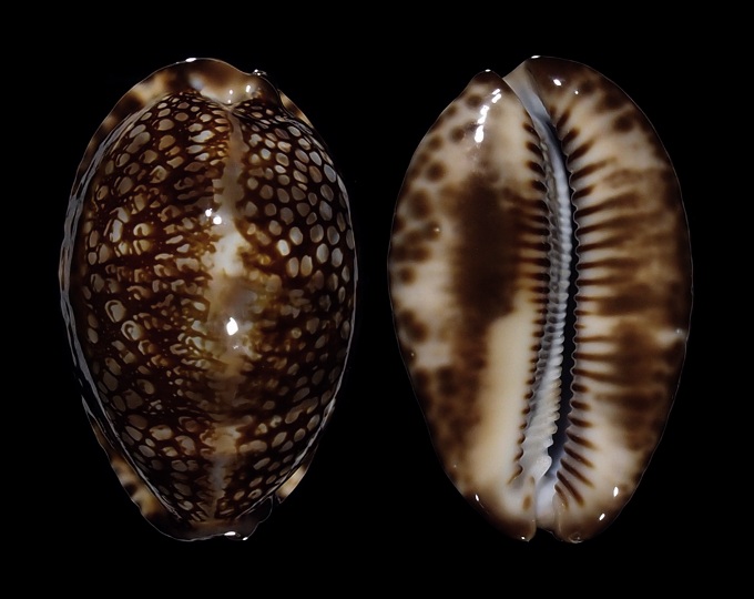 Picture of Mauritia maculifera maculifera