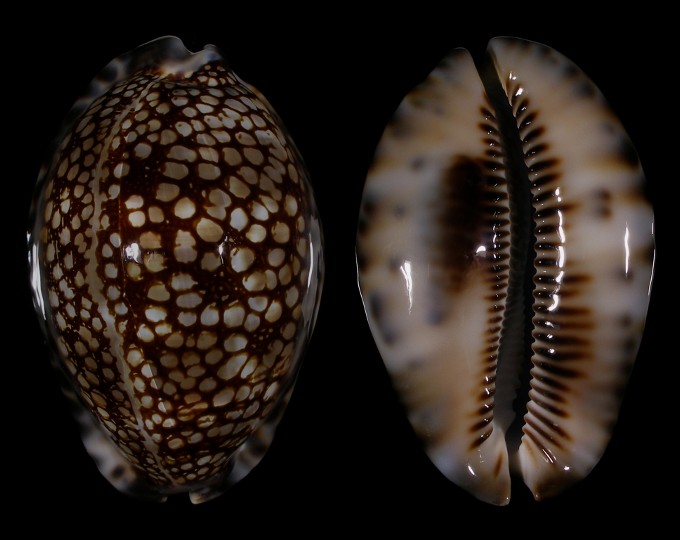 Picture of Mauritia maculifera maculifera