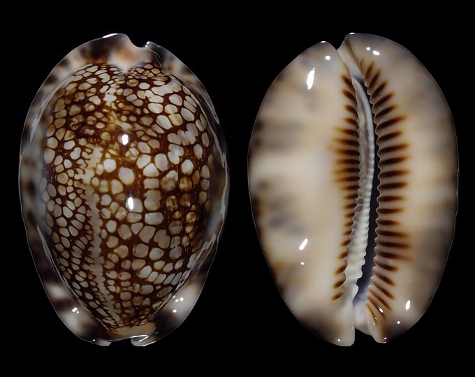 Picture of Mauritia maculifera scindata