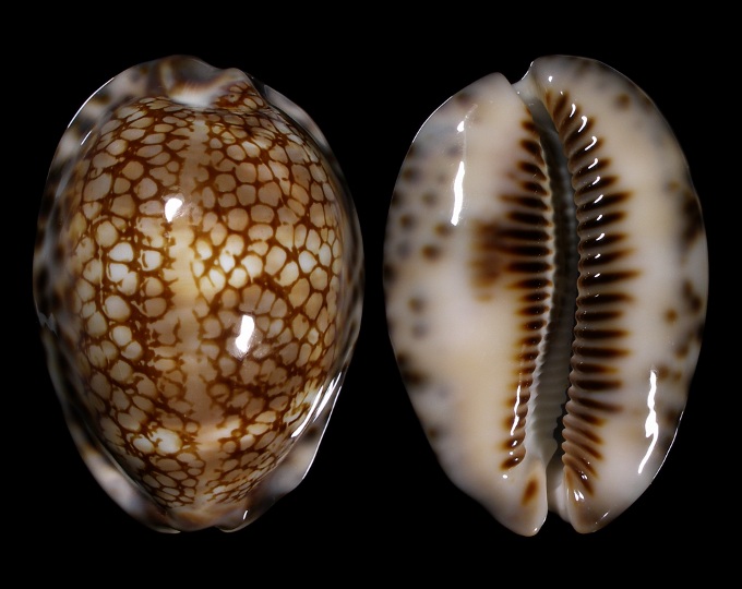 Picture of Mauritia maculifera scindata