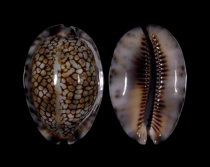 Picture of Mauritia maculifera scindata