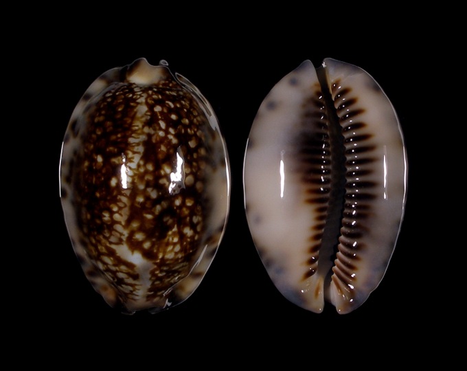 Picture of Mauritia maculifera scindata