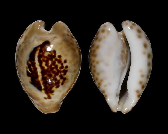 Image of Barycypraea teulerei 