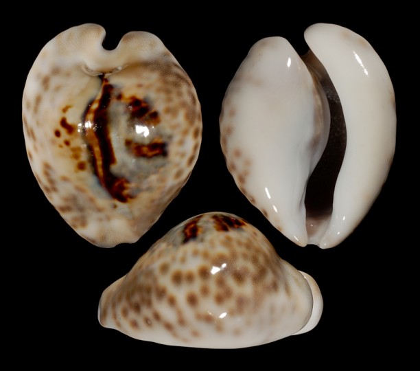 Picture of Barycypraea teulerei Picture of Barycypraea teulerei