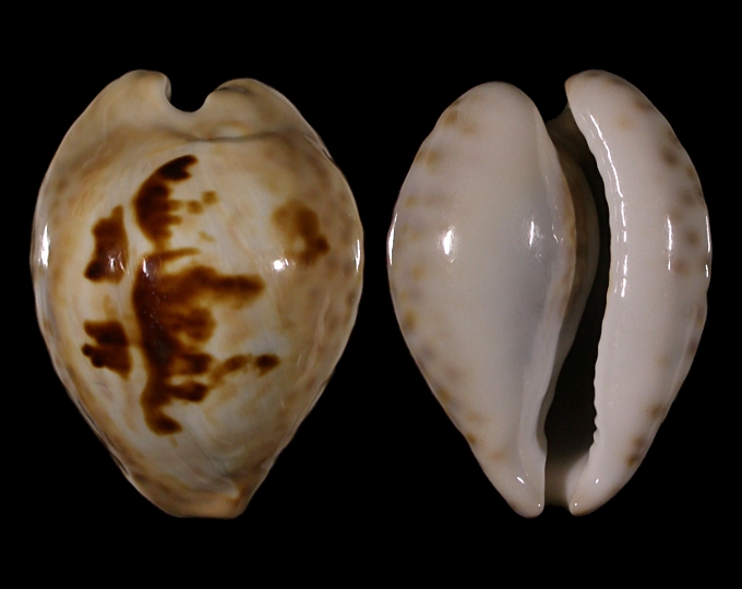 Picture of Barycypraea teulerei
