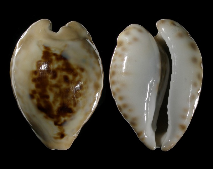 Picture of Barycypraea teulerei Picture of Barycypraea teulerei