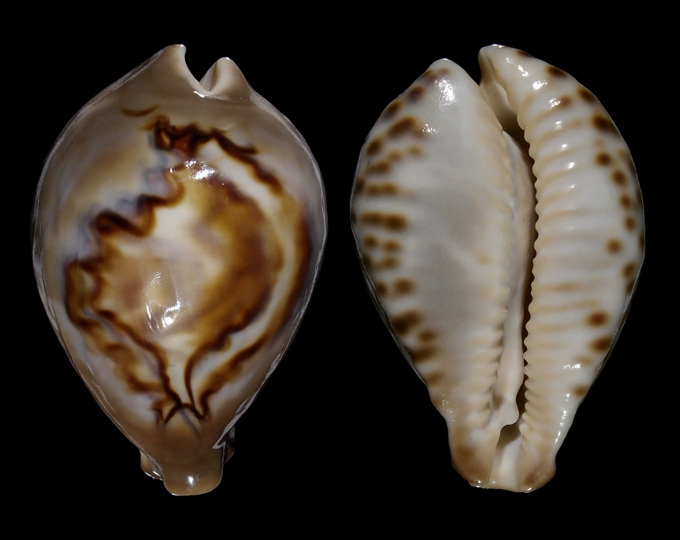 Image of Barycypraea fultoni amorimi f. massieri