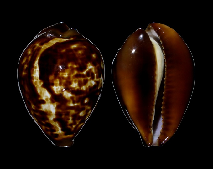 Picture of Zoila decipiens decipiens