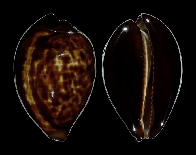 Picture of Zoila decipiens decipiens