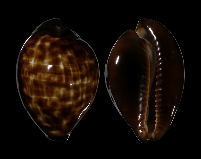 Picture of Zoila decipiens