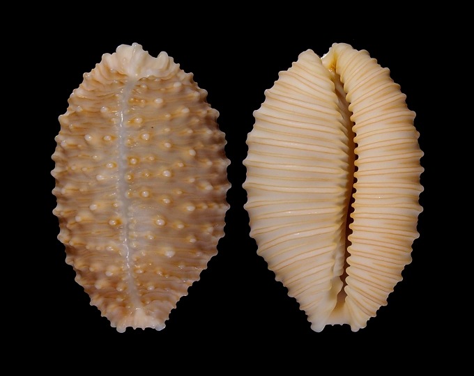Picture of Nucleolaria granulata granulata