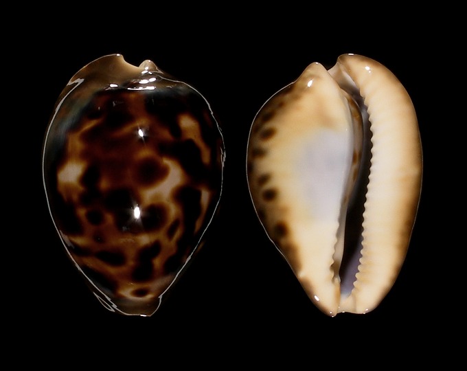 Image of Zoila venusta episema f. sorrentensis