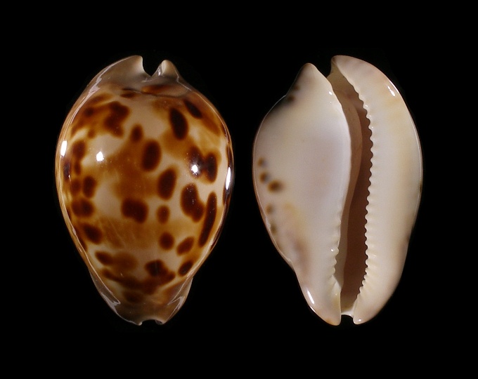 Image of Zoila venusta episema f. sorrentensis