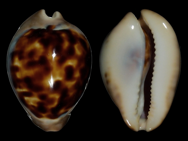 Image of Zoila venusta episema f. sorrentensis