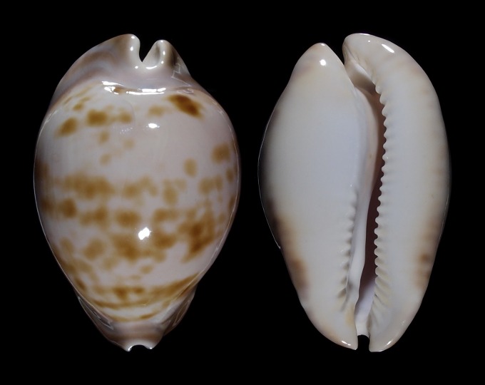 Image of Zoila venusta roseopunctata