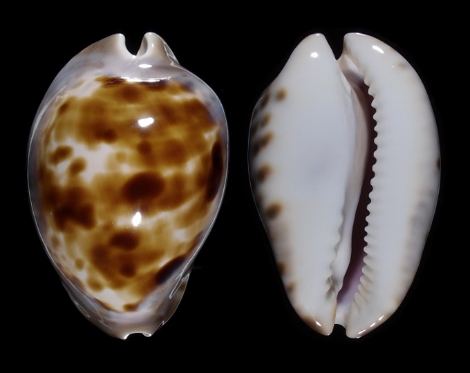 Image of Zoila venusta roseopunctata