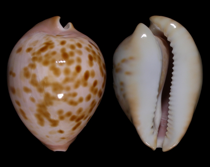 Image of Zoila venusta roseopunctata