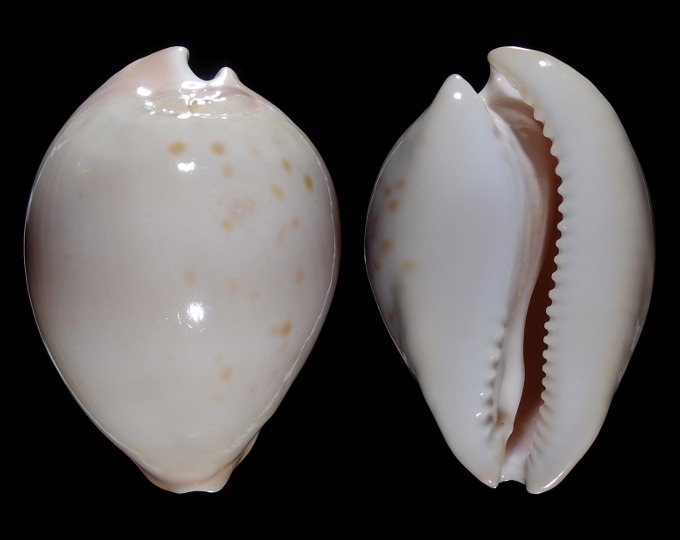 Image of Zoila venusta roseopunctata var.