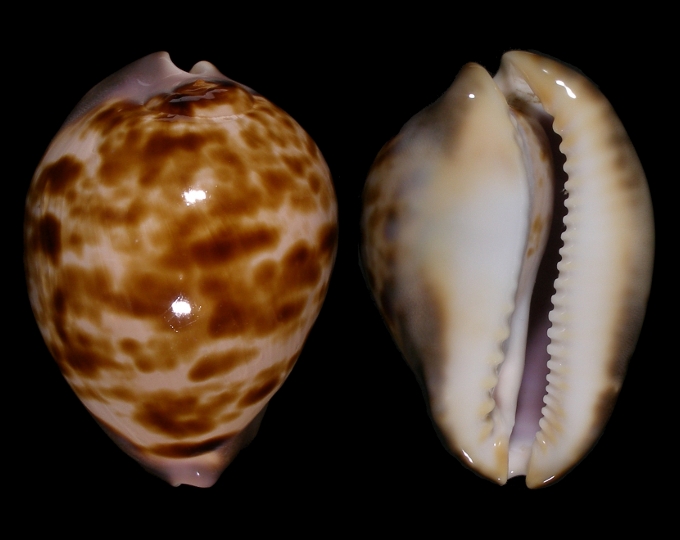 Picture of Zoila venusta roseopunctata