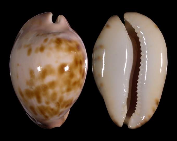 Picture of Zoila venusta roseopunctata