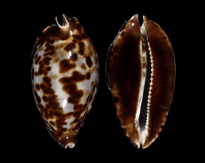 Picture of Zoila friendii friendii