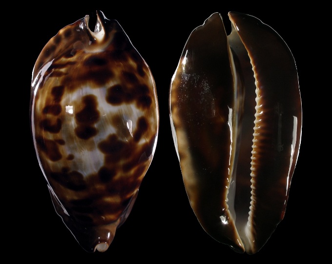 Picture of Zoila friendii friendii