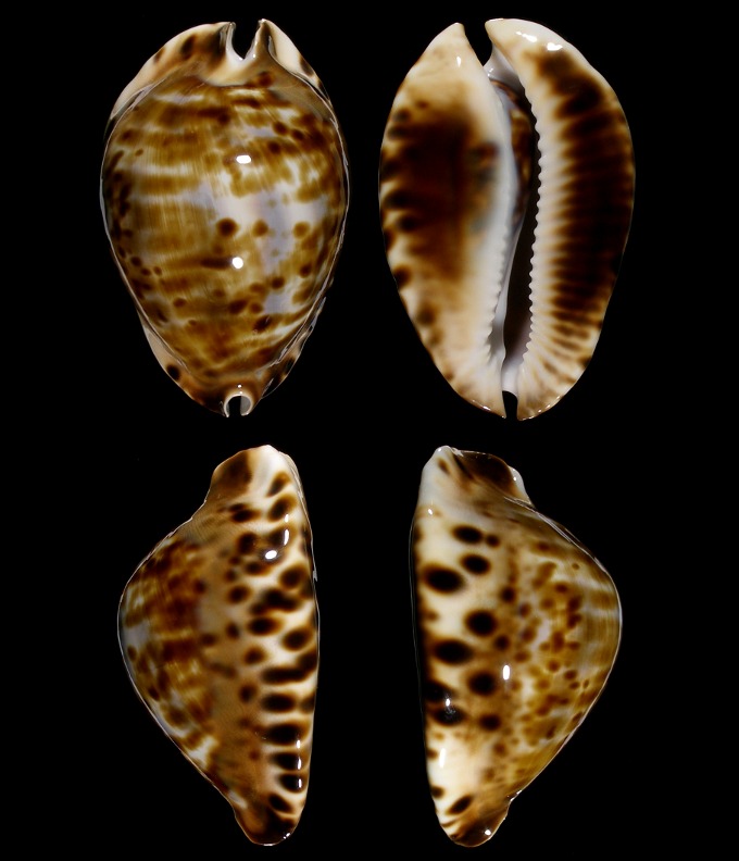 Picture of Zoila friendii vercoi Picture of Zoila friendii vercoi