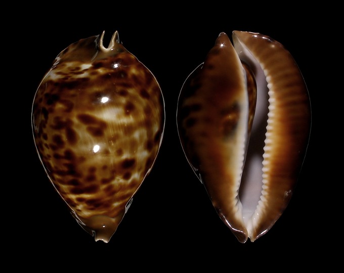 Picture of Zoila friendii vercoi